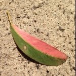 Profile Picture of Shari Thiel (@graffitimascara) on Instagram