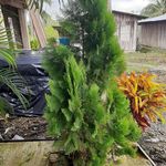 Profile Picture of Einer Andres Segura Riascos (@segurariascoseinerandres) on Instagram