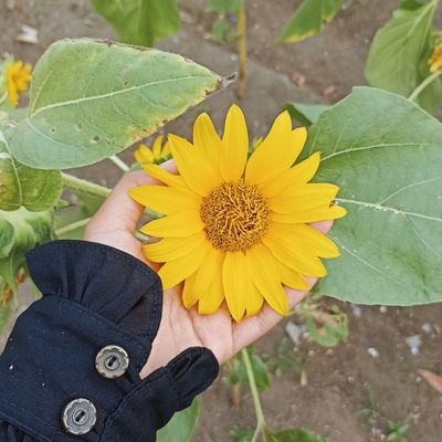 Profile Picture of Lisa (@Lisaalparadi) on Twitter