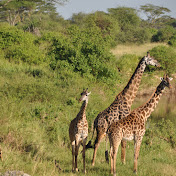 Profile Picture of Ramesh Ramachandran (@rameshramachandran2166) on Youtube