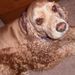 Profile Picture of Linda Israel (@petlover52) on Pinterest