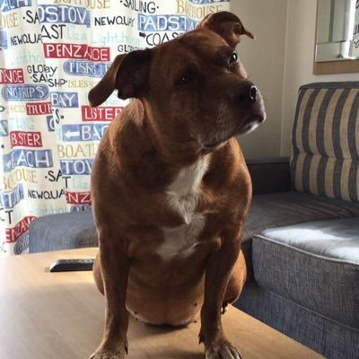 Profile Picture of Joe Steadman (@steadyA380) on Twitter