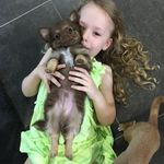 Profile Picture of Jendrika Chihuahuas (@jendrikachihuahuas) on Instagram