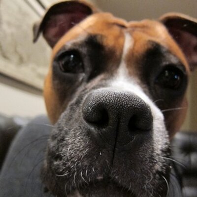 Profile Picture of Olivia Button Thates (@ButtonThates) on Twitter