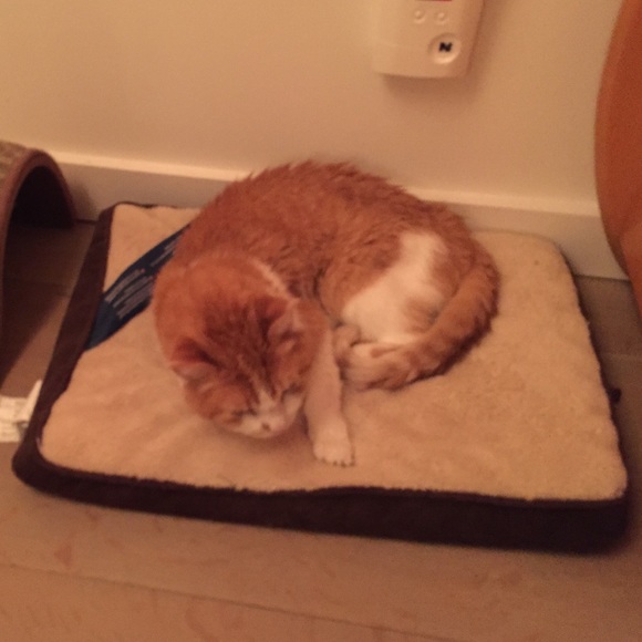 Profile Picture of Joseph Savastano (@neogejo) on Poshmark