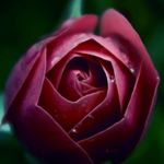 Profile Picture of Amanda Starbuck (@amanda.starbuck.180) on Instagram