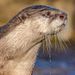 Profile Picture of Clive Wright (@clivewright229) on Pinterest