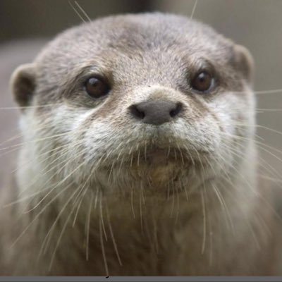 Profile Picture of Ian Forget (@forget_ian) on Twitter