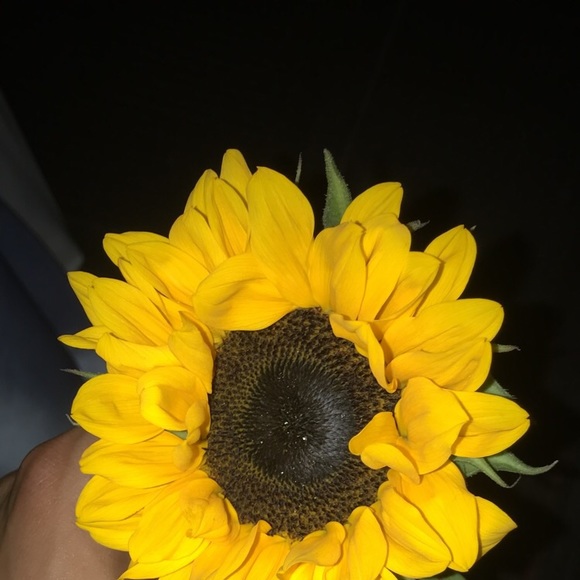 Profile Picture of Kobi Vasconcellos (@micahkobi) on Poshmark