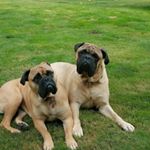 Profile Picture of steve Redmond (@redmond93) on Instagram