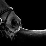 Profile Picture of Mandy Ackerman (@shakaland001) on Instagram