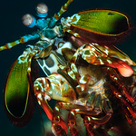 Profile Picture of Andrew Green (@Cornish Diver) on Flickr