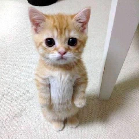 gabriel - Tiktok Profile Picture of gabriel (@gabrlow) on Tiktok