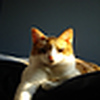 Profile Picture of joseph_luk (@joseph_luk) on Flickr