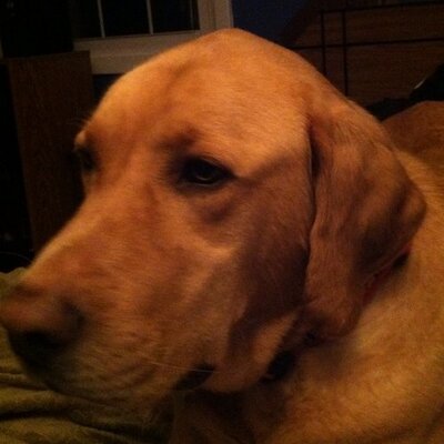 Profile Picture of Shepard Jay Reiter (@ShepardJReiter) on Twitter