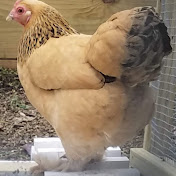 Profile Picture of Mike Bock (@mikebock1956) on Youtube