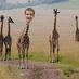 Profile Picture of Josh Sheffler (@joshsheffler) on Twitter