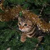Profile Picture of Daniel Grass Cats (@Danielgrasscats) on Youtube