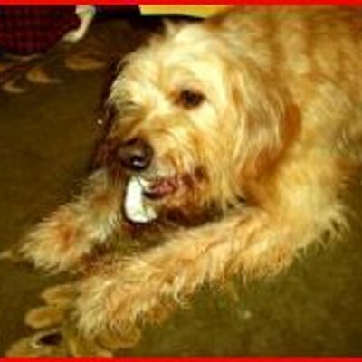 Profile Picture of Sue Stepp (@strightco) on Twitter