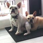 Profile Picture of Gus & Hank Wilson Stipicevich (@my_french_duo) on Instagram