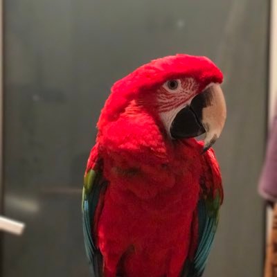 MarjorieRen - Twitter Profile Picture of MarjorieRen (@RenMarjorie) on Twitter