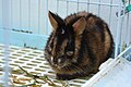 Profile Picture of Annamite striped rabbiton Wikipedia