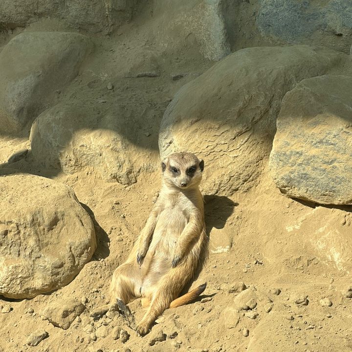 Steven - Tiktok Profile Picture of Steven (@steven_syuan) on Tiktok