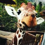 Profile Picture of Buffy Tyler (@buffalomilkboi) on Instagram