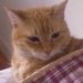 Profile Picture of Alina Dart (@dartster1) on Pinterest
