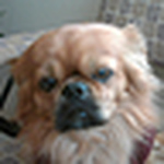 Daniel  Valderrama Chacaltana - Flickr Profile Picture of Daniel  Valderrama Chacaltana (@dvch70) on Flickr