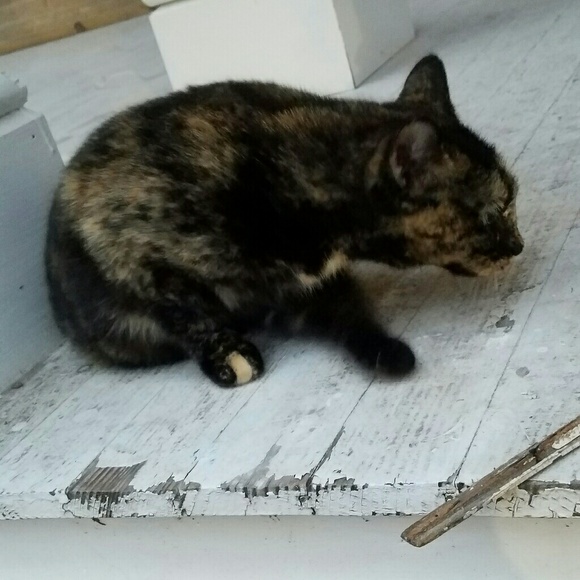 Profile Picture of Haleigh Mcclain (@novalle) on Poshmark