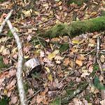 Profile Picture of Lea (@lea_holmes05) on Instagram