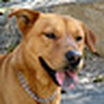 Profile Picture of Joshua T (@just try ban me) on Flickr