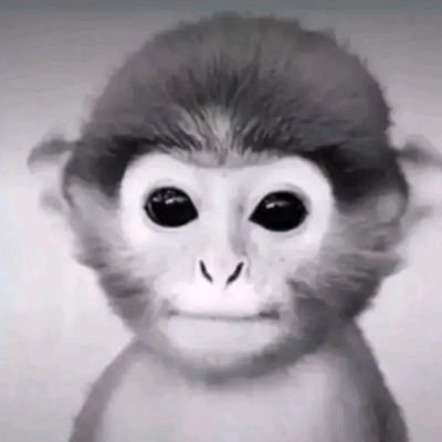 Profile Picture of Linus Jung (@LinusJung3) on Twitter