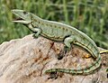 Profile Picture of Labyrinthodontiaon Wikipedia