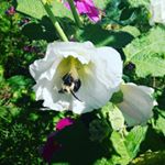 Profile Picture of Brandy Tharp (@brandytharp) on Instagram