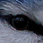 Profile Picture of Fogmyst (@Fogmyst) on Flickr