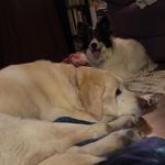 Profile Picture of Alex Thorson (@alex.jay.thorson) on Instagram