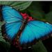 Profile Picture of Alicia Stepp (@pinmom) on Pinterest