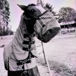 Profile Picture of ❤horses❤family❤Kimberly white💜 (@stevenavery485) on Instagram