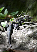 Profile Picture of Dominican ground lizardon Wikipedia