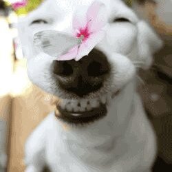 Victor Hou - Twitter Profile Picture of Victor Hou (@Victor_Hou_) on Twitter