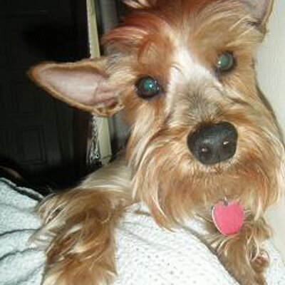 Profile Picture of Buddy Bear (@BaxterDaxter) on Twitter