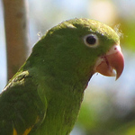 Profile Picture of Thomaz Barrella (@thomazbarrella) on Flickr