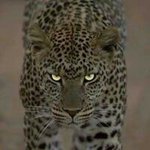 Profile Picture of Robert Wishart (@wishartrobert) on Instagram