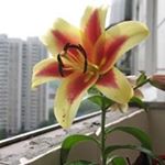 Profile Picture of Roy Cullipher (@roycullipher) on Instagram