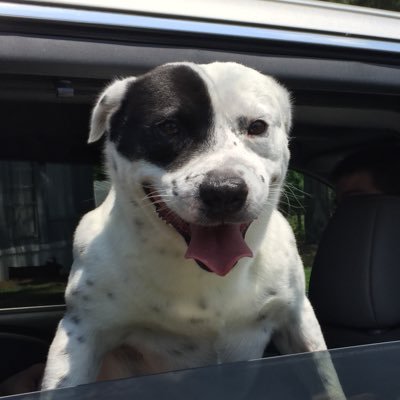 Profile Picture of Roxie's Foster Home (@medlin_roxanne) on Twitter