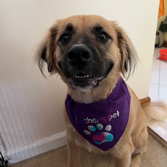 Profile Picture of Frances Mccarthy (@franscraps) on Poshmark