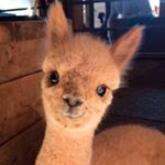 Profile Picture of sonya_rakel_ (@sonya_rakel_) on Instagram