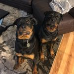 Profile Picture of Justin Rivet (@jriv_24) on Instagram